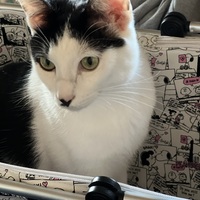 ぼ〜く〜う〜🐱